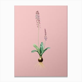 Vintage Scilla Obtusifolia Botanical on Soft Pink n.0416 Canvas Print