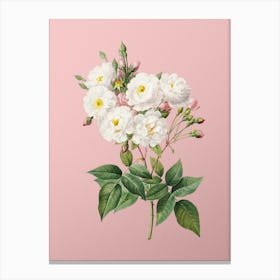 Vintage Noisette Roses Botanical on Soft Pink n.0386 Canvas Print