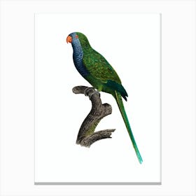 Vintage Monk Parakeet Quaker Parrot Bird Illustration on Pure White Canvas Print