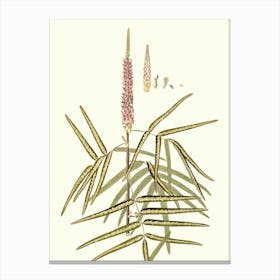 Sassafras Canvas Print