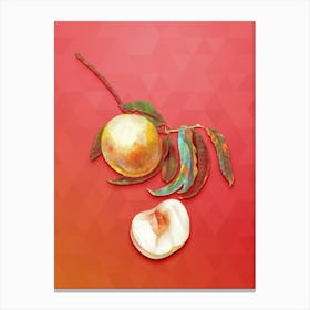 Vintage Duracina Peach Botanical Art on Fiery Red n.1115 Canvas Print