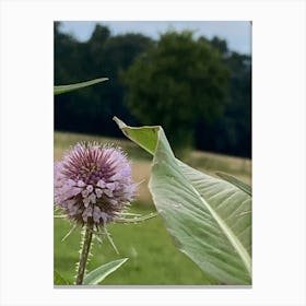 Img 5841 Magic thorn Canvas Print