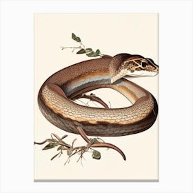 Brown Snake 1 Vintage Canvas Print