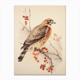 Vintage Bird Drawing Red Tailed Hawk 3 Canvas Print