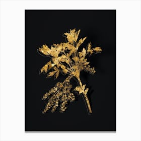 Vintage Shrub Yellowroot Botanical in Gold on Black n.0436 Canvas Print