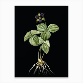 Vintage Trillium Rhomboideum Botanical Illustration on Solid Black n.0559 Canvas Print