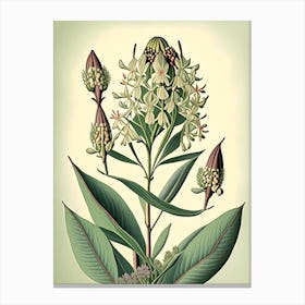 Milkweed Wildflower Vintage Botanical 1 Canvas Print