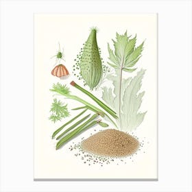 Celery Seeds Spices And Herbs Pencil Illustration 4 Canvas Print