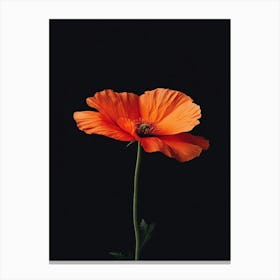 Poppies 108 Canvas Print