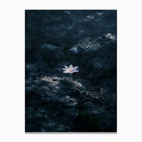 Lotus Flower 42 Canvas Print