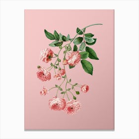 Vintage Pink Rambler Roses Botanical on Soft Pink n.0114 Canvas Print