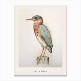 Vintage Bird Drawing Green Heron 2 Poster Canvas Print