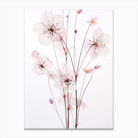 Pressed Wildflower Botanical Art Meadow Rue 2 Canvas Print