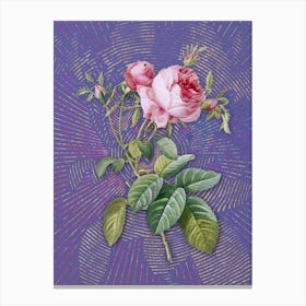 Vintage Pink Cabbage Rose de Mai Botanical Illustration on Veri Peri n.0764 Canvas Print