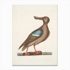 Blue-Winged Duck Canvas Print