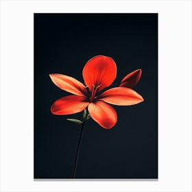 Red Flower On Black Background 1 Canvas Print