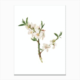 Vintage Almond Tree Flower Botanical Illustration on Pure White n.0730 Canvas Print