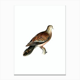 Vintage Oriental Turtle Dove Bird Illustration on Pure White n.0043 Canvas Print