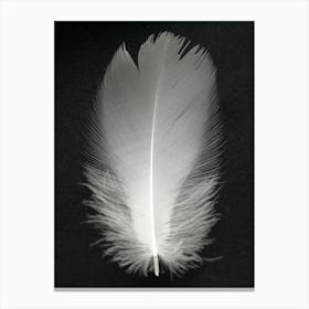 White Pheasant Feather Canvas Print
