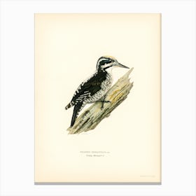 Three Toed Woodpecker, The Von Wright Brothers Canvas Print