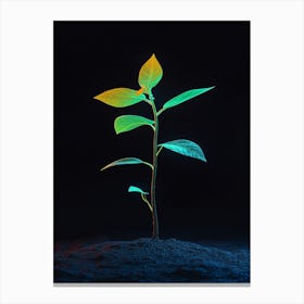 Young Plant Growing In The Dark Canvas Print