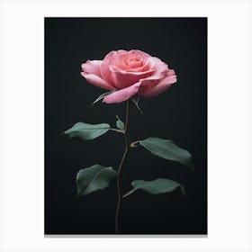 Pink Rose On Black Background 40 Canvas Print