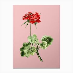 Vintage Scarlet Geranium Botanical on Soft Pink n.0434 Canvas Print
