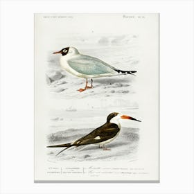 Different Types Of Birds, Charles Dessalines D'Orbigny 7 Canvas Print