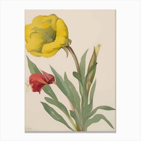 Yellow Tulip Canvas Print