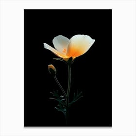 White Poppy Flower Canvas Print