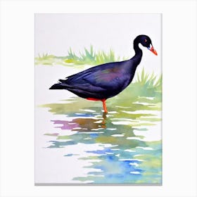 Coot Watercolour Bird Canvas Print
