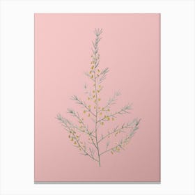 Vintage Sea Asparagus Botanical on Soft Pink n.0268 Canvas Print