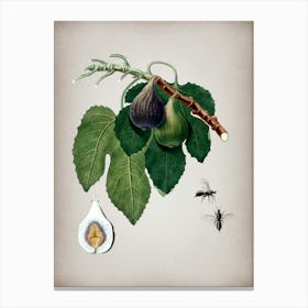 Vintage Fig Botanical on Parchment n.0443 Canvas Print