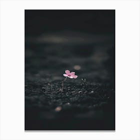 Single Flower In The Dark 54 Canvas Print