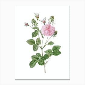 Vintage Pink Agatha Rose Botanical Illustration on Pure White Canvas Print
