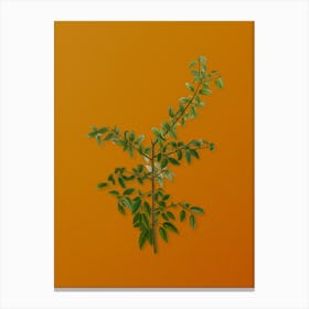 Vintage Rock Buckthorn Botanical on Sunset Orange n.0849 Canvas Print
