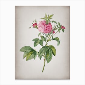 Vintage Pink Agatha Rose Botanical on Parchment n.0022 Canvas Print