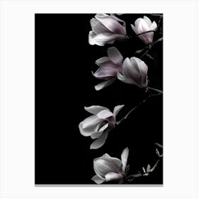 Magnolia On Black Canvas Print