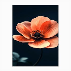 Anemone Flower Canvas Print