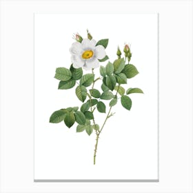 Vintage Twin Flowered White Rose Botanical Illustration on Pure White Canvas Print