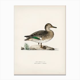 Teal (Anas Crecca), The Von Wright Brothers Canvas Print