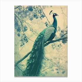 Vintage Turquoise Peacock In A Tree Cyanotype Inspired1 Canvas Print