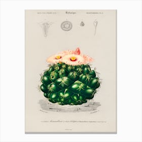 Starry Ball (Mammillaria Elephantidens), Charles Dessalines D' Orbigny Canvas Print