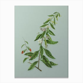 Vintage Goji Berry Tree Botanical Art on Mint Green n.0286 Canvas Print