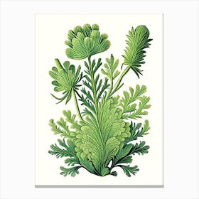 Club Moss Wildflower Vintage Botanical 1 Canvas Print