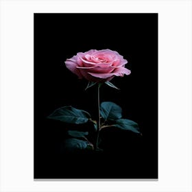 Pink Rose On Black Background 20 Canvas Print