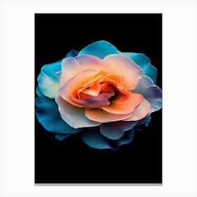 Rose On A Black Background 5 Canvas Print