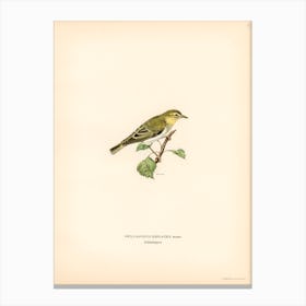Wood Warbler, The Von Wright Brothers Canvas Print