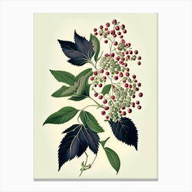 Elderberry Blossom Wildflower Vintage Botanical Canvas Print