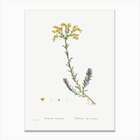 Sedum Rupestre, Pierre Joseph Redoute Canvas Print